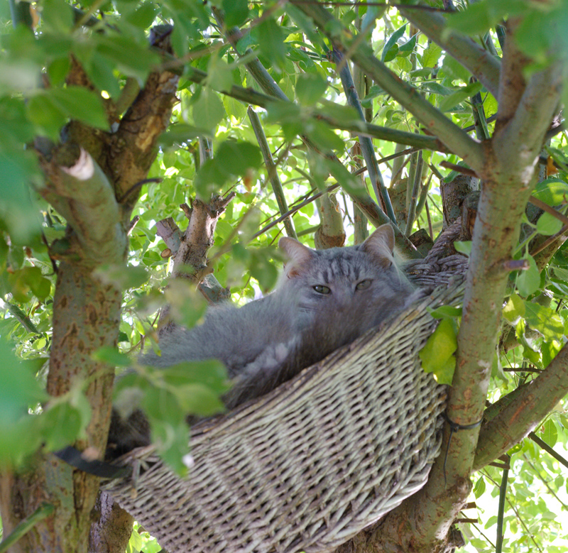 Aramis_110610_D105235_kl