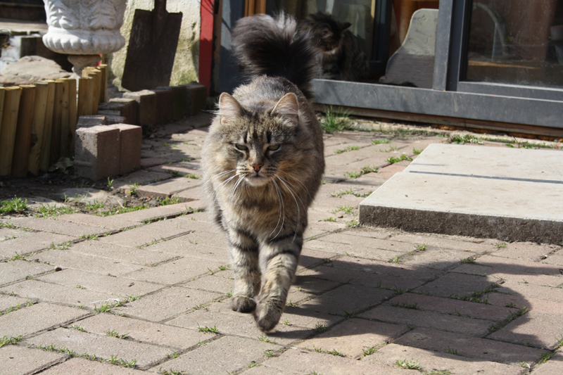 Ashunta_280311_IMG_1337_kl