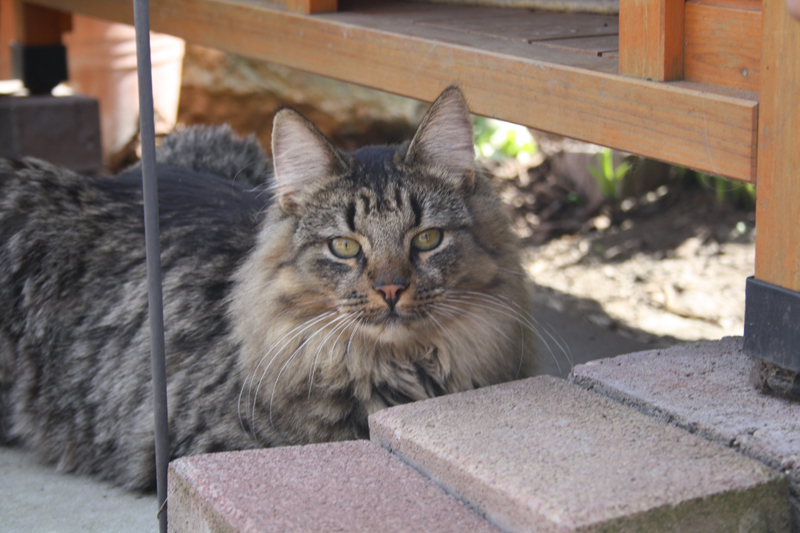 Ashunta_280311_IMG_1340_kl