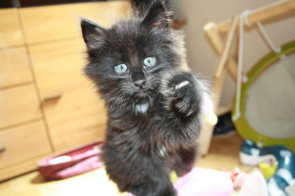 BlackVelvet_210613_1