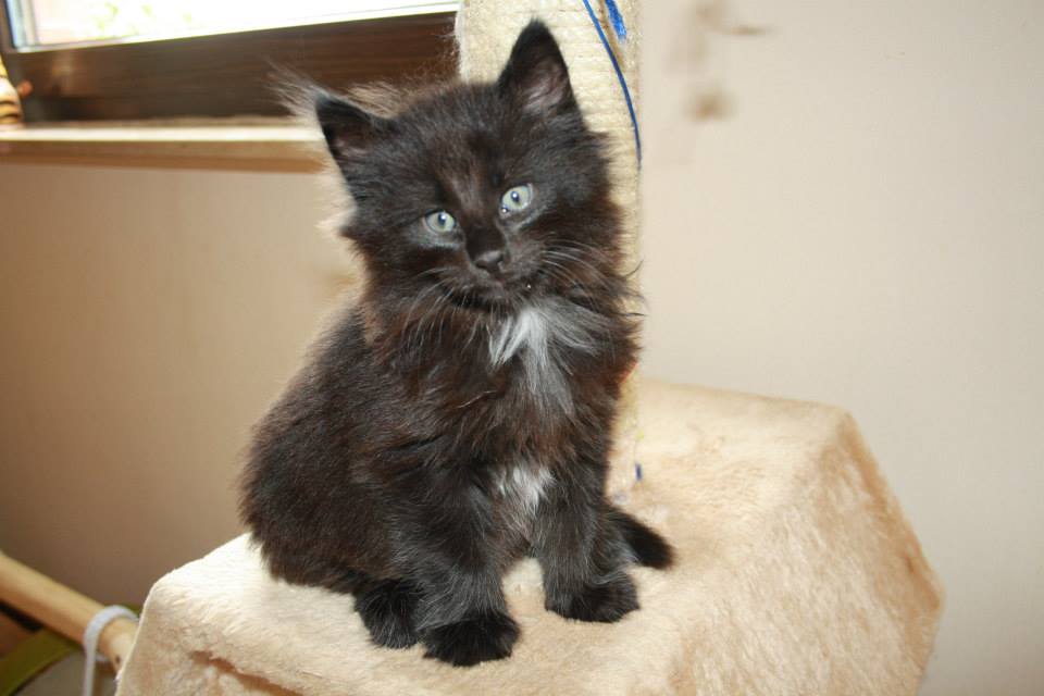 BlackVelvet_210613_4