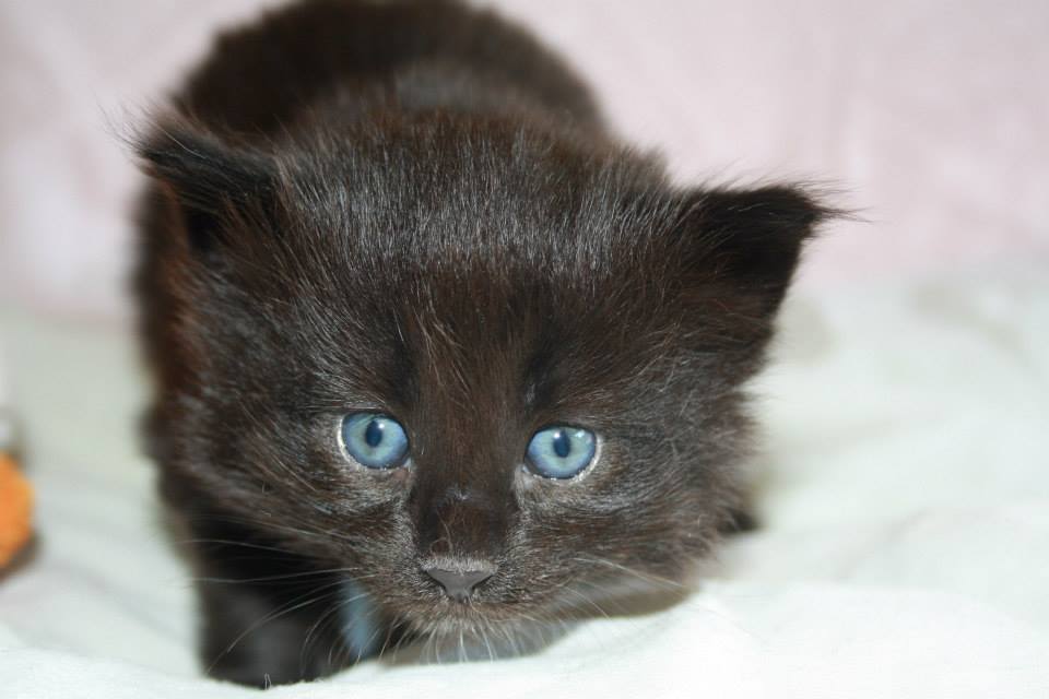 BlackVelvet_280513_2