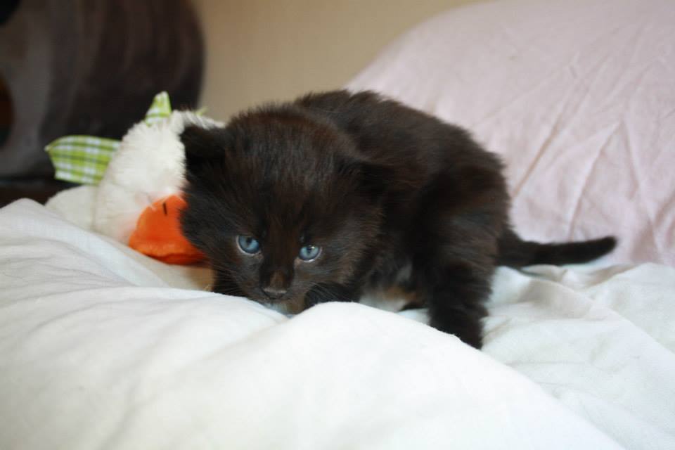 BlackVelvet_280513_3