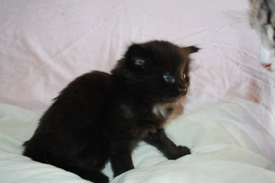 BlackVelvet_280513_4