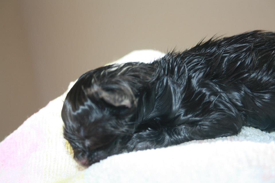 BlackVelvet_300413_1