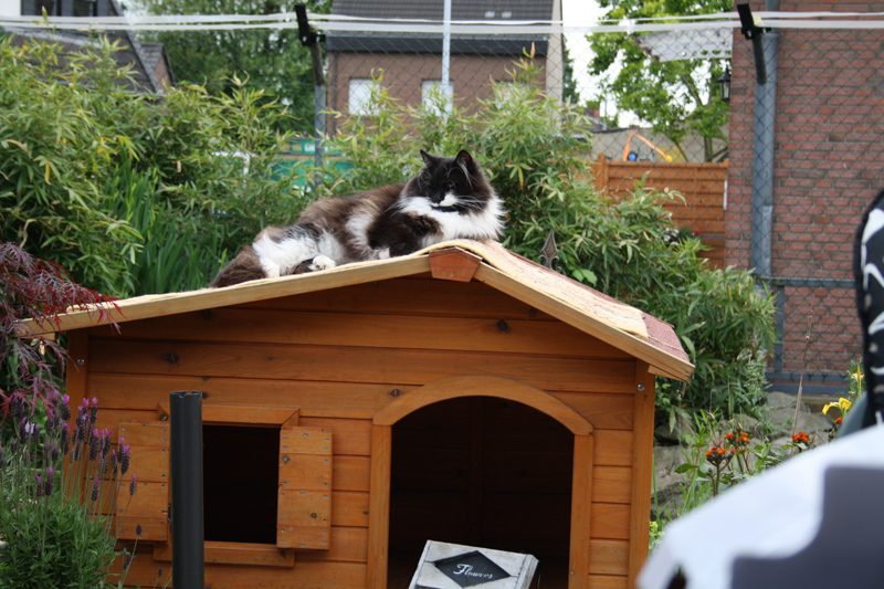 Bolle_0610_IMG_0018_kl