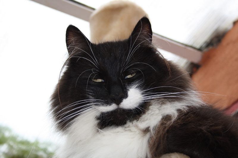 Bolle_0610_IMG_0045_kl