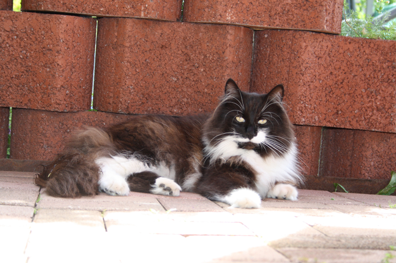 Bolle_110710_IMG_0405_kl