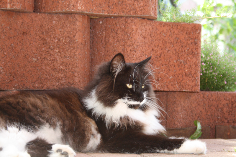 Bolle_110710_IMG_0406_kl