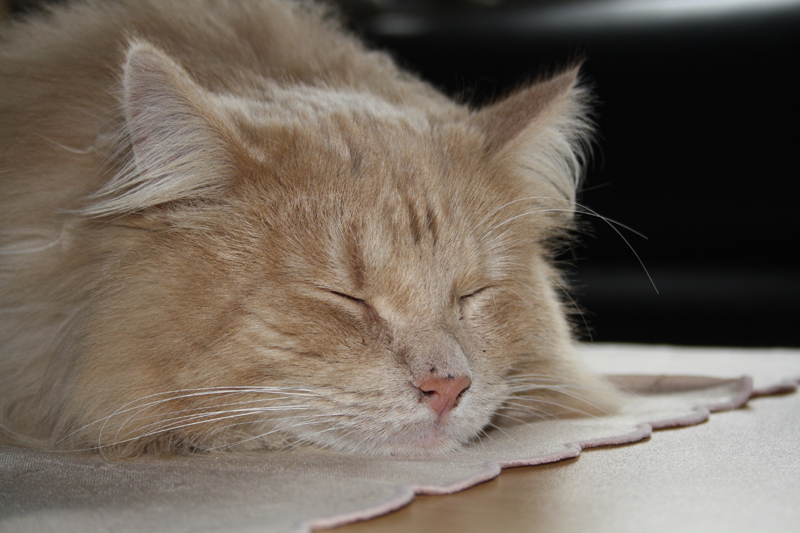 Cherokee_040211_IMG_1239_kl