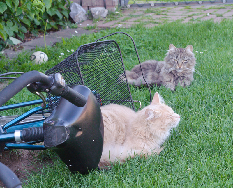 Cherokee_110610_D105220_kl