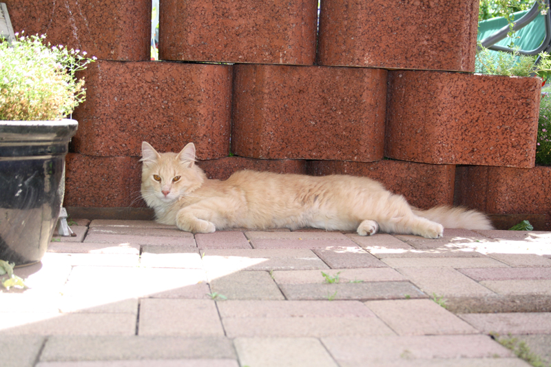 Cherokee_110710_IMG_0409_kl