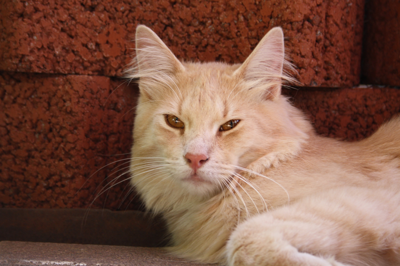 Cherokee_110710_IMG_0415_kl