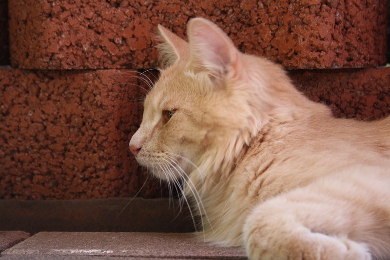 Cherokee_110710_IMG_0416_kl