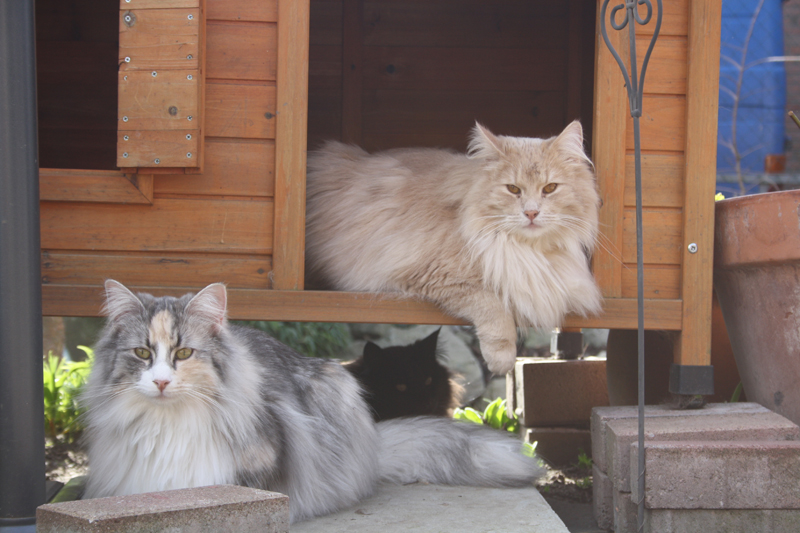 Cherokee_280311_IMG_1353_kl