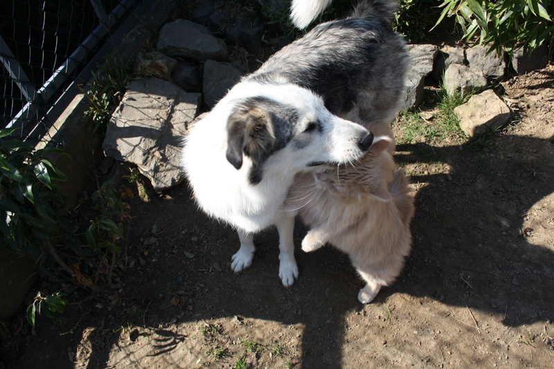 Cherokee_280311_IMG_1422_kl