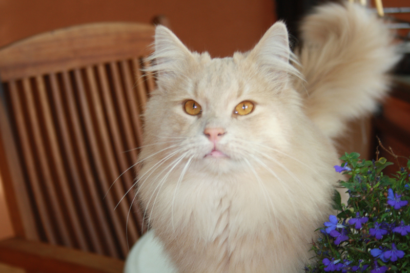 Cherokee_281010_IMG_1045_kl