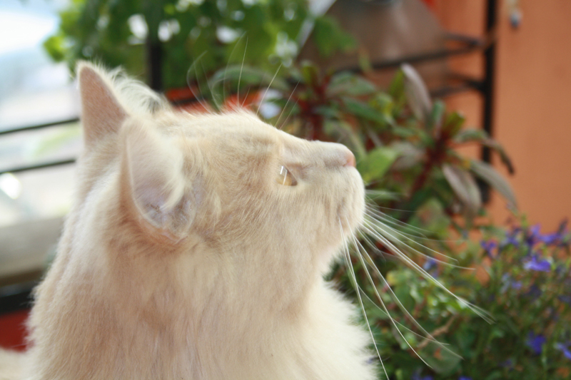 Cherokee_281010_IMG_1046_kl