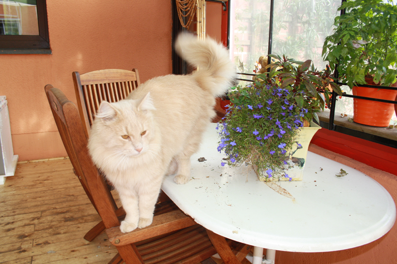 Cherokee_281010_IMG_1047_kl