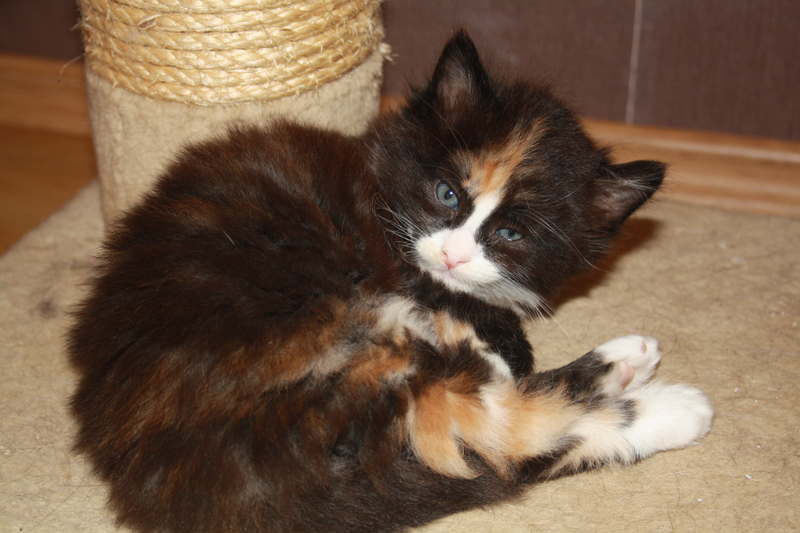 Cheyenne_011010_IMG_0949_kl