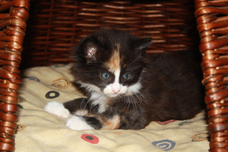 Cheyenne_011010_IMG_0966_kl