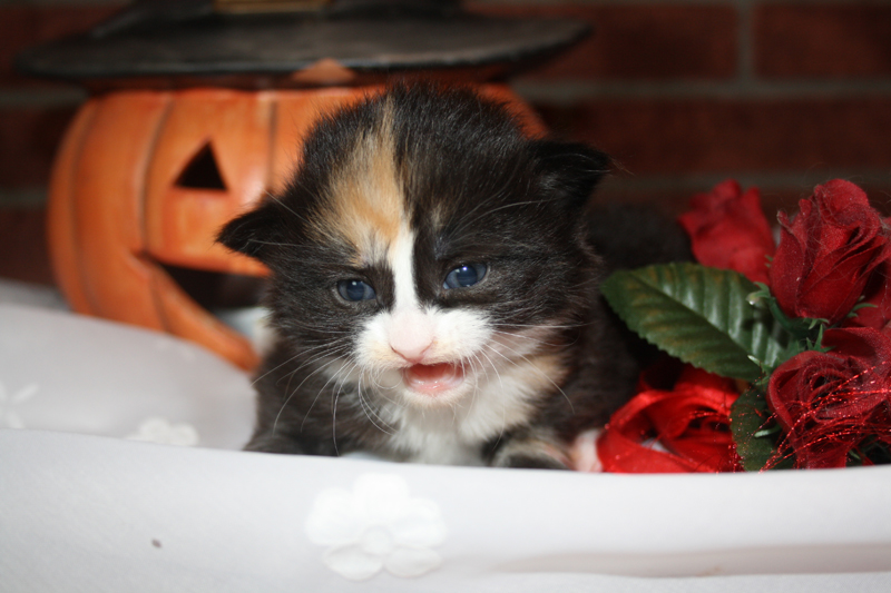 Cheyenne_090910_IMG_0803_kl