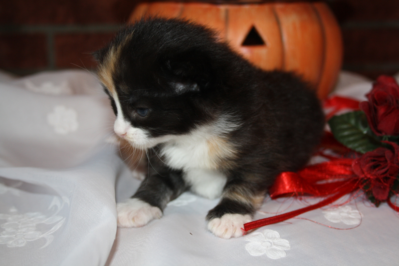 Cheyenne_090910_IMG_0813_kl