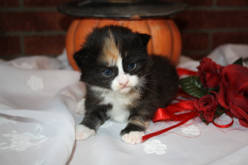 Cheyenne_090910_IMG_0815_kl