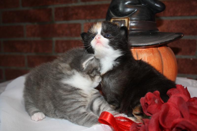 Cheyenne_090910_IMG_0817_kl