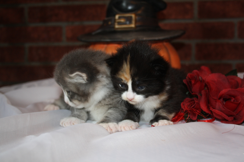 Cheyenne_090910_IMG_0819_kl