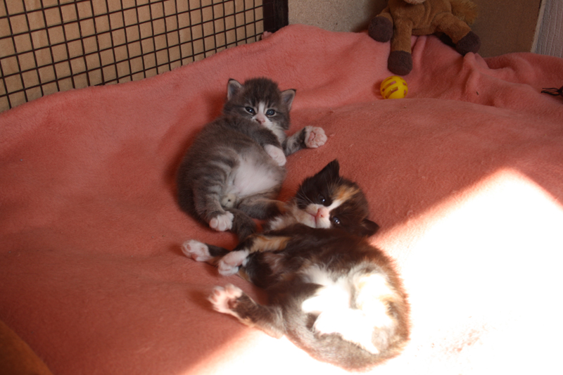 Cheyenne_210910_IMG_0866_kl