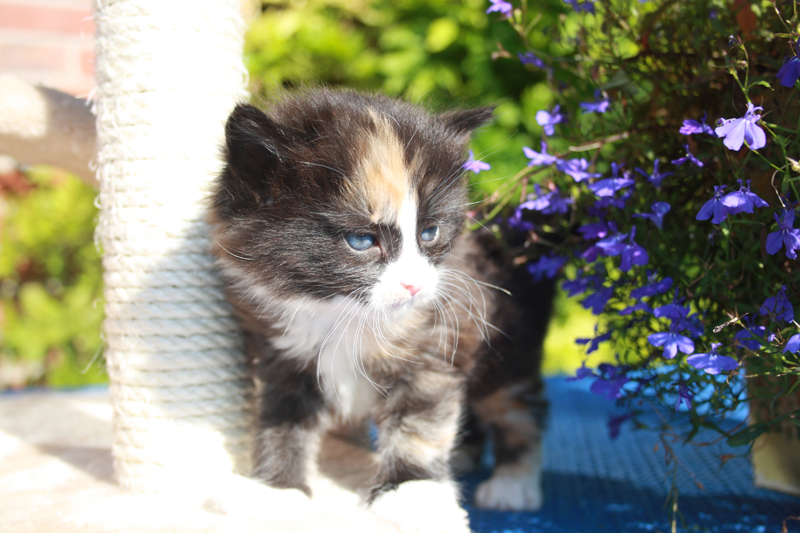 Cheyenne_210910_IMG_0937_kl