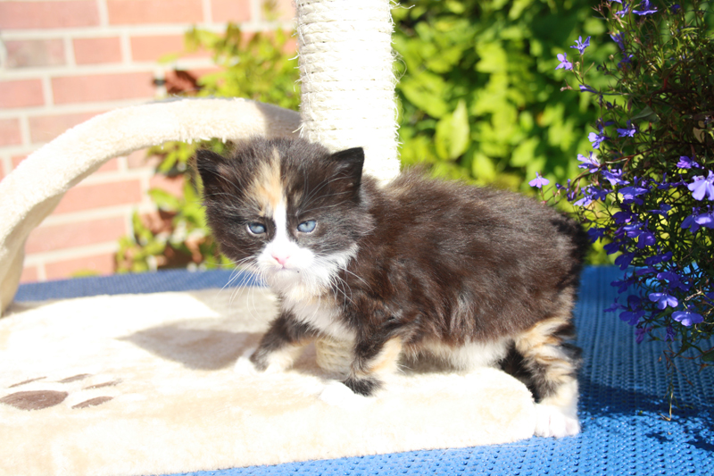 Cheyenne_210910_IMG_0938_kl