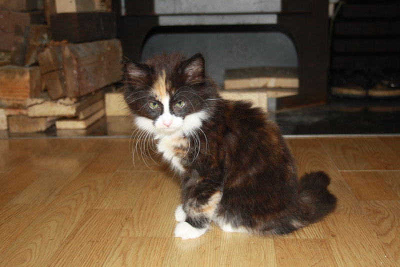 Cheyenne_281010_IMG_1053_kl