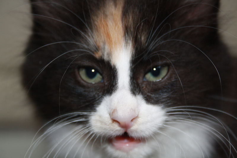 Cheyenne_281010_IMG_1057_kl