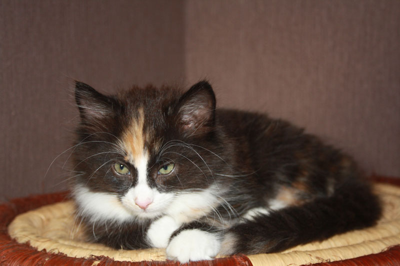 Cheyenne_281010_IMG_1065_kl