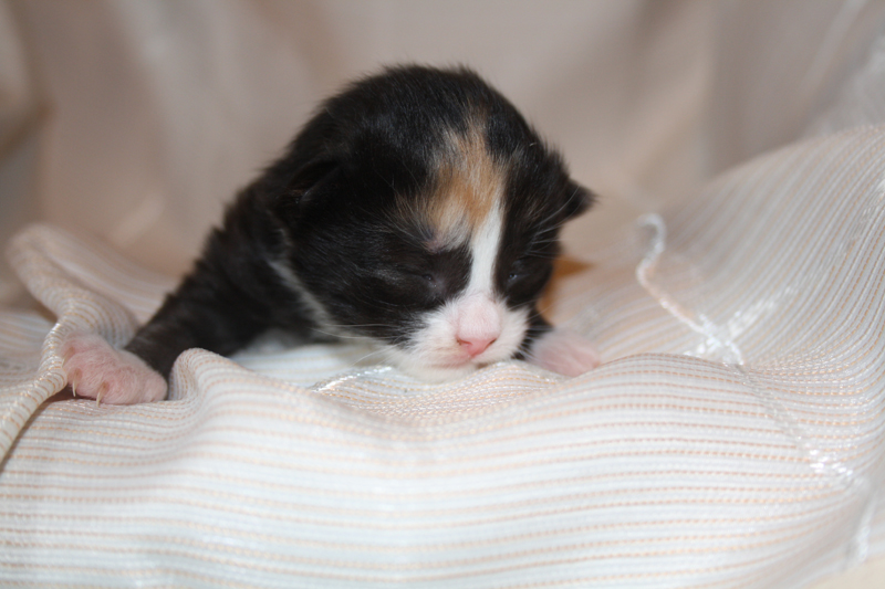 Cheyenne_290810_IMG_0709_kl