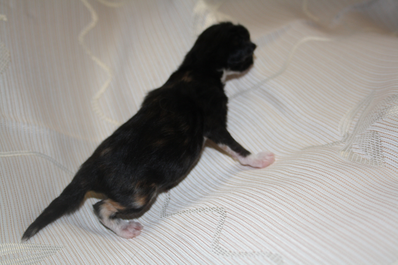 Cheyenne_IMG_0700_kl