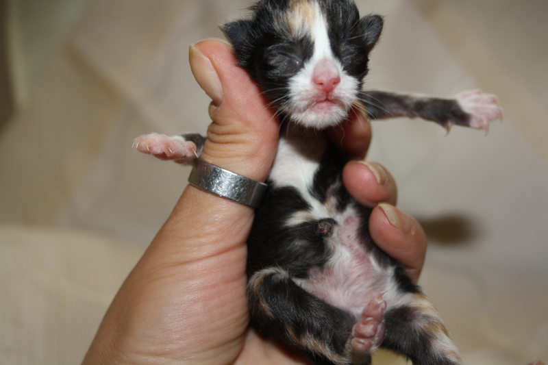 Cheyenne_IMG_0701_kl