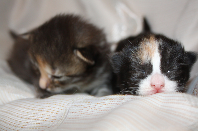 Cheyenne_Molly_290810_IMG_0723_kl