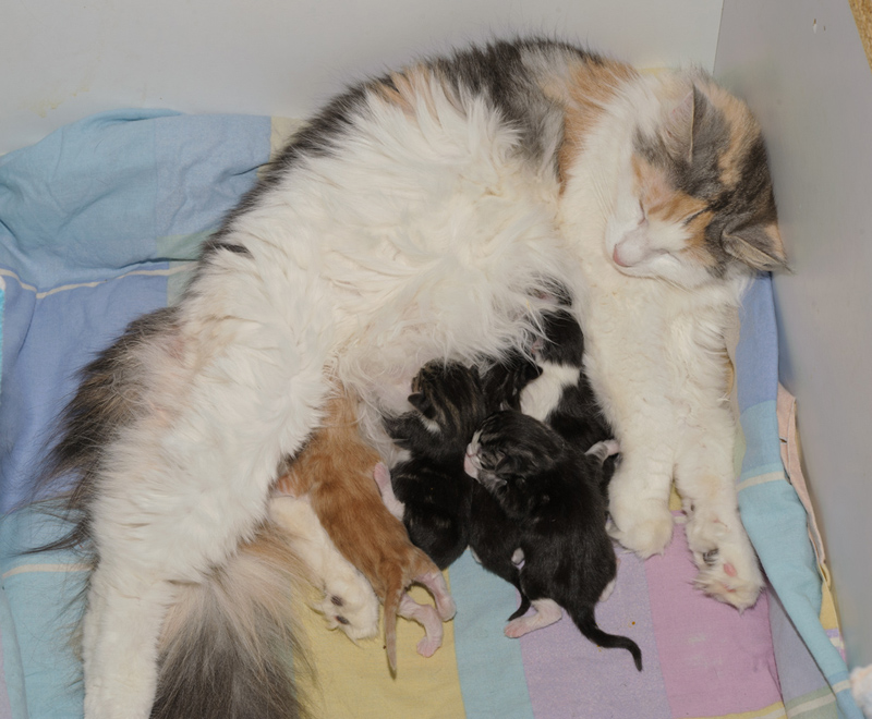 CocktailWurf_150412_D112611_kl02