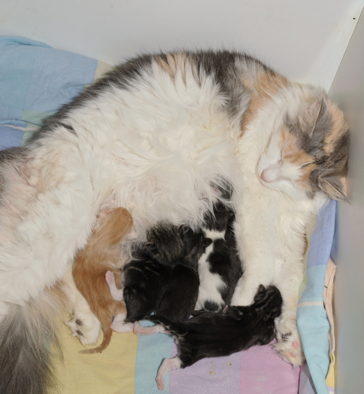 CocktailWurf_150412_D112612_kl