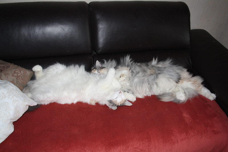 Cura_040211_IMG_1235_kl