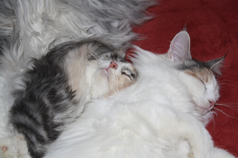 Cura_040211_IMG_1238_kl