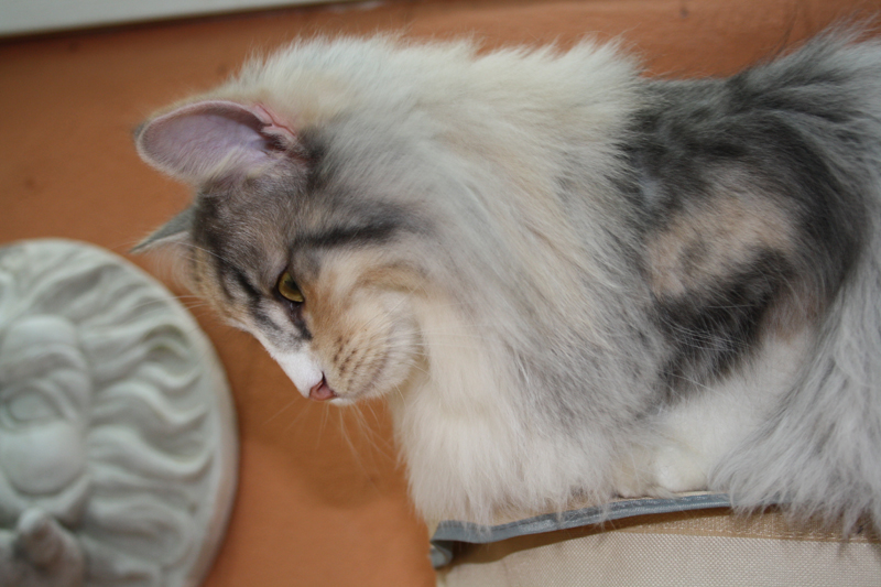 Cura_040211_IMG_1257_kl