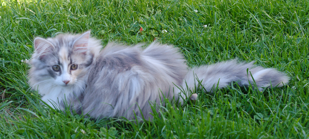 Cura_110610_D10522603