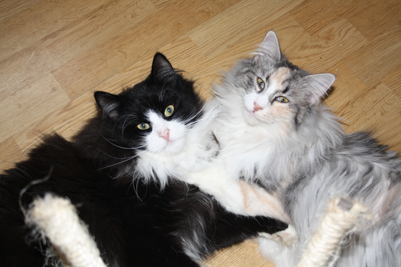 Cura_250111_IMG_1179_kl