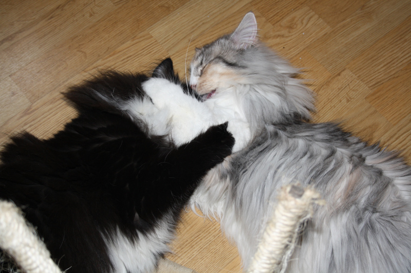 Cura_250111_IMG_1181_kl