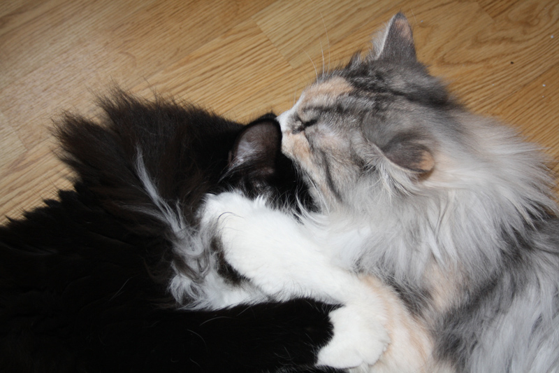 Cura_250111_IMG_1182_kl