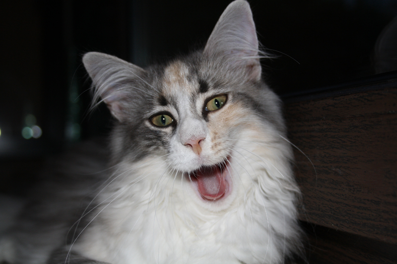 Cura_260710_IMG_0455_kl